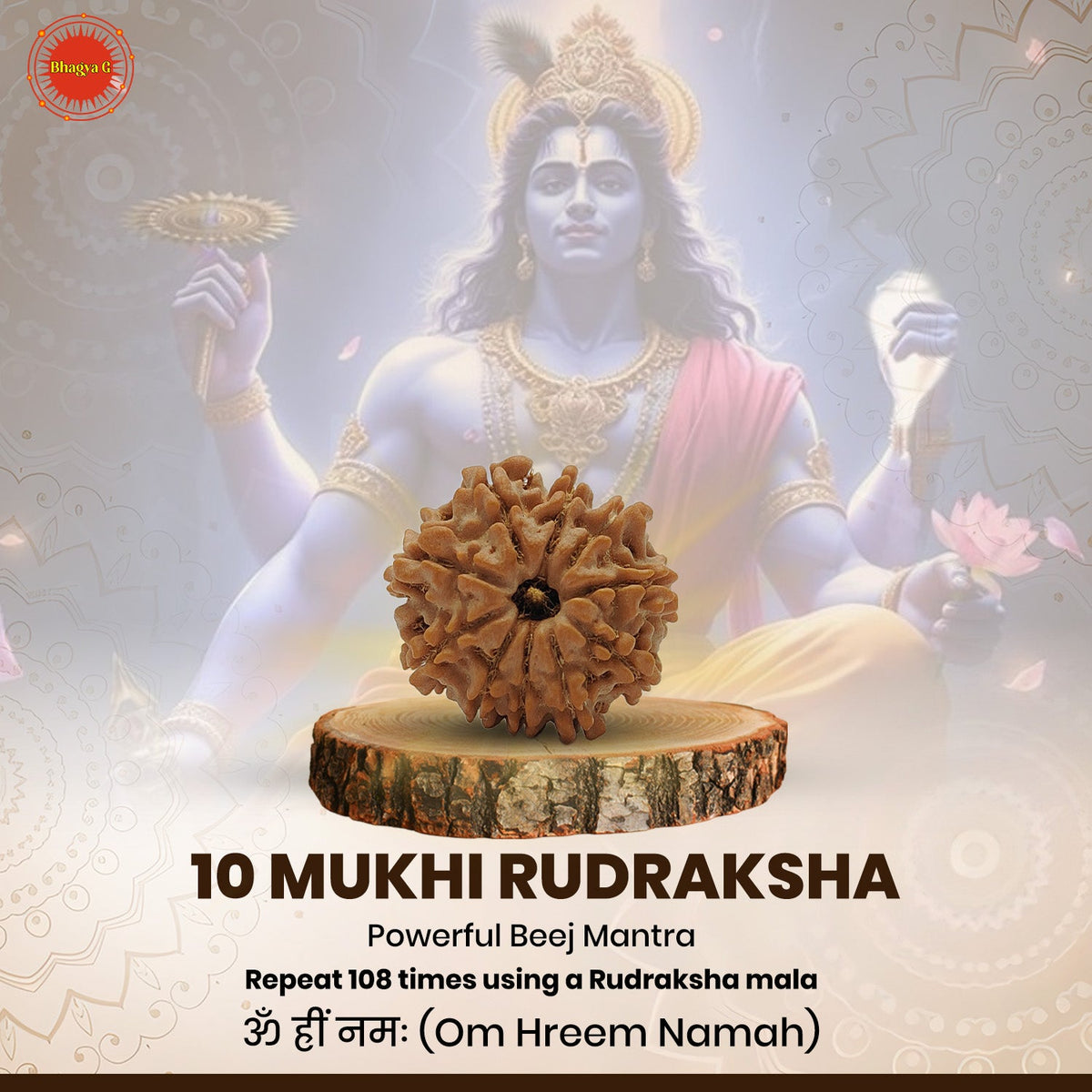 Nepali 10 Mukhi Rudraksha (Lab Certified)