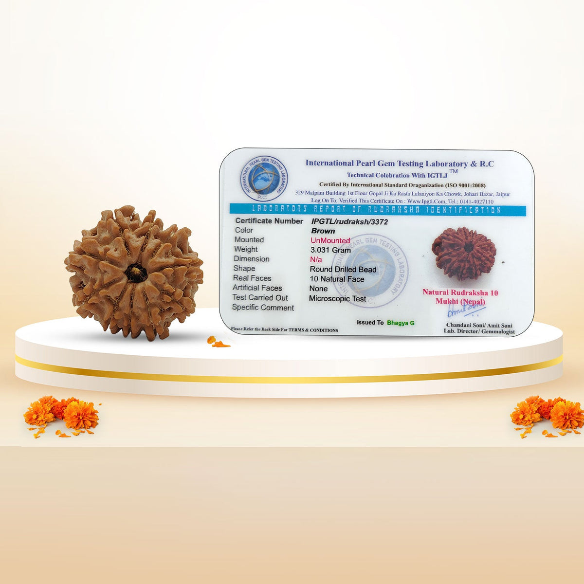 Nepali 10 Mukhi Rudraksha (Lab Certified)