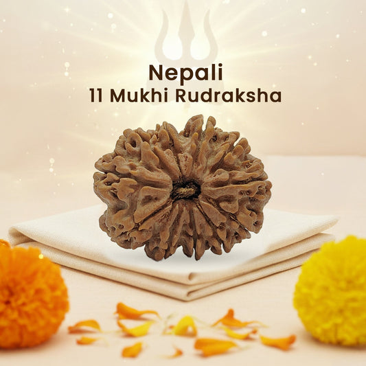 Nepali 11 Mukhi Rudraksha (Lab Certified)