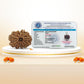 Nepali 11 Mukhi Rudraksha (Lab Certified)