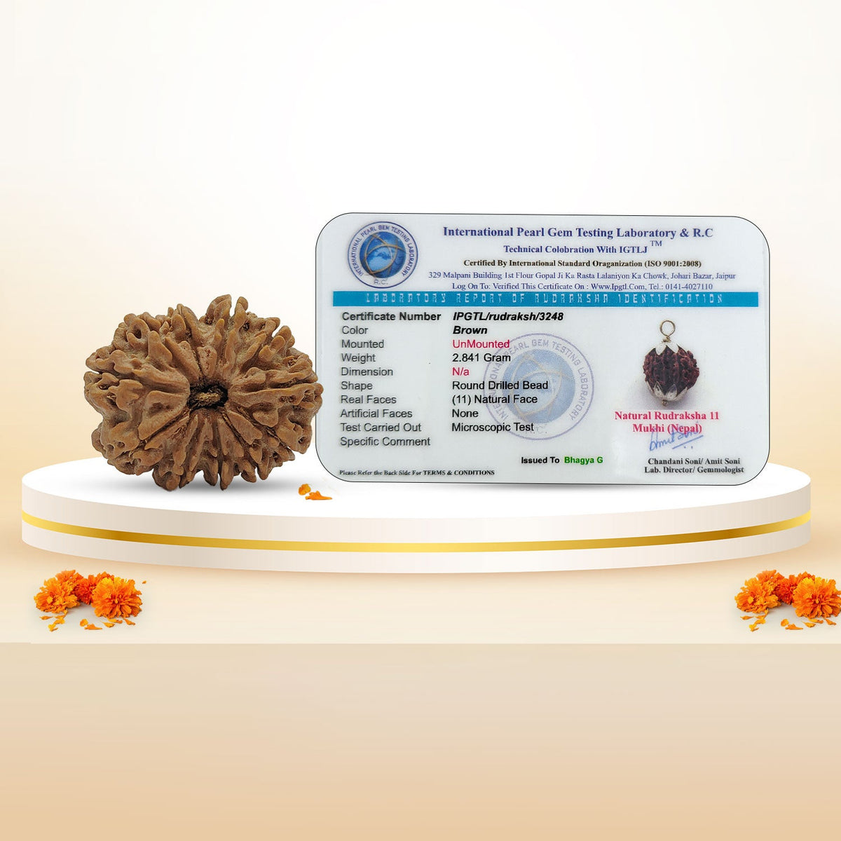 Nepali 11 Mukhi Rudraksha (Lab Certified)