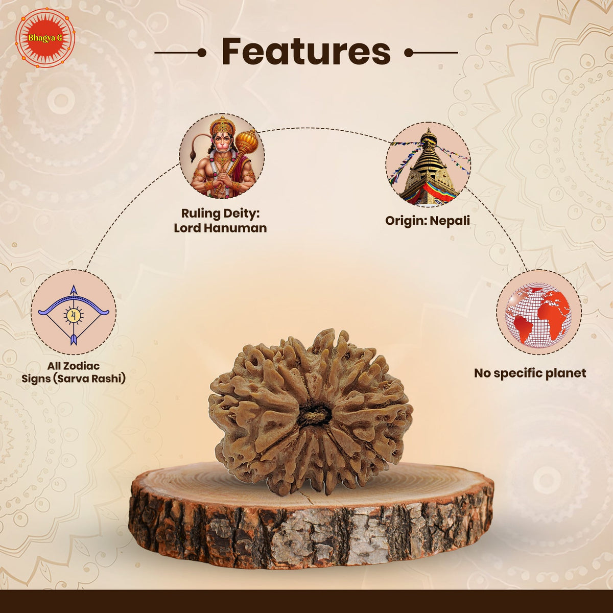 Nepali 11 Mukhi Rudraksha (Lab Certified)