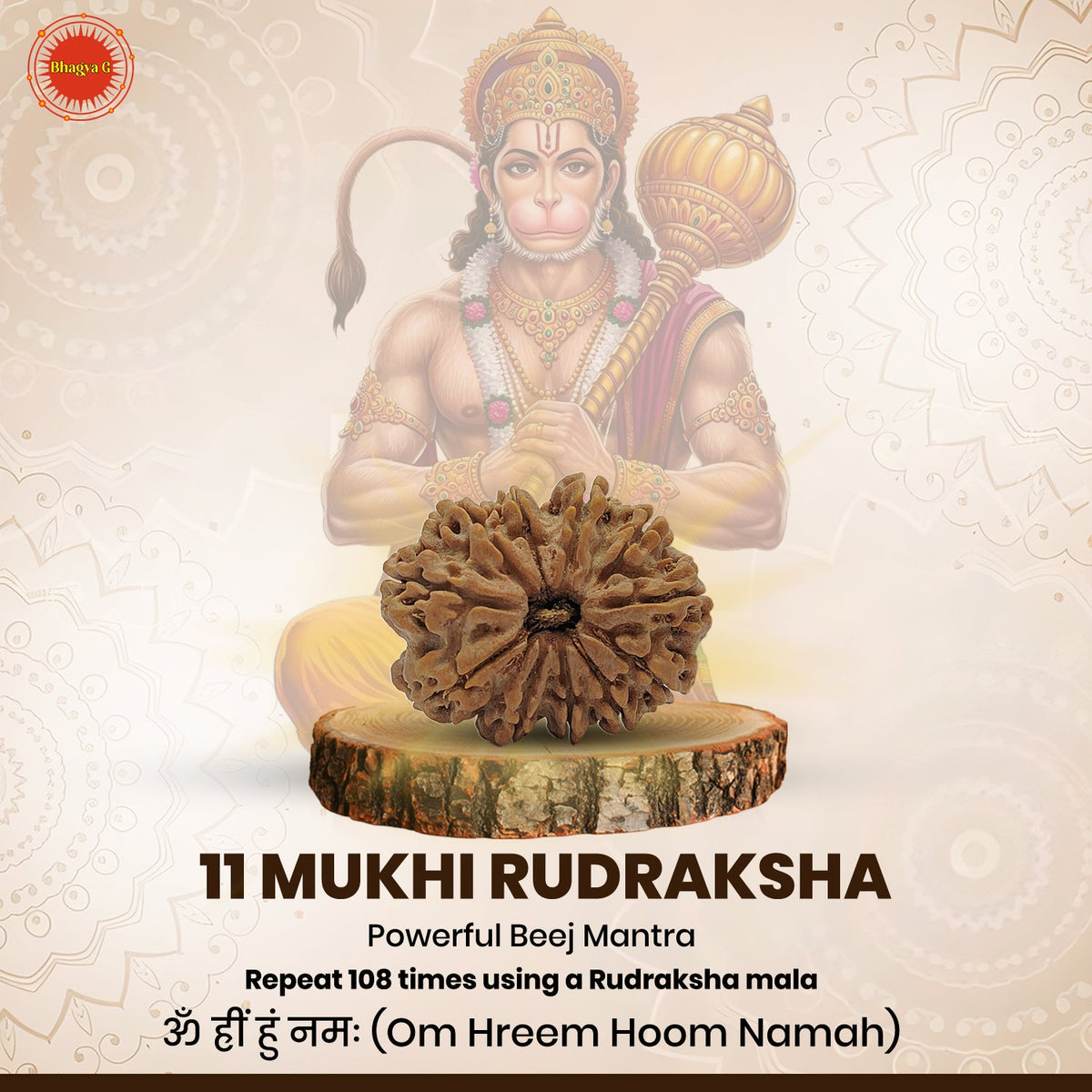 Nepali 11 Mukhi Rudraksha (Lab Certified)