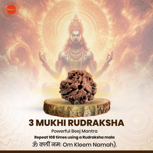 Nepali 3 Mukhi Rudraksha (Lab Certified)