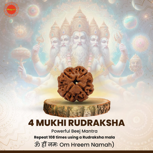 Nepali 4 Mukhi Rudraksha (Lab Certified)