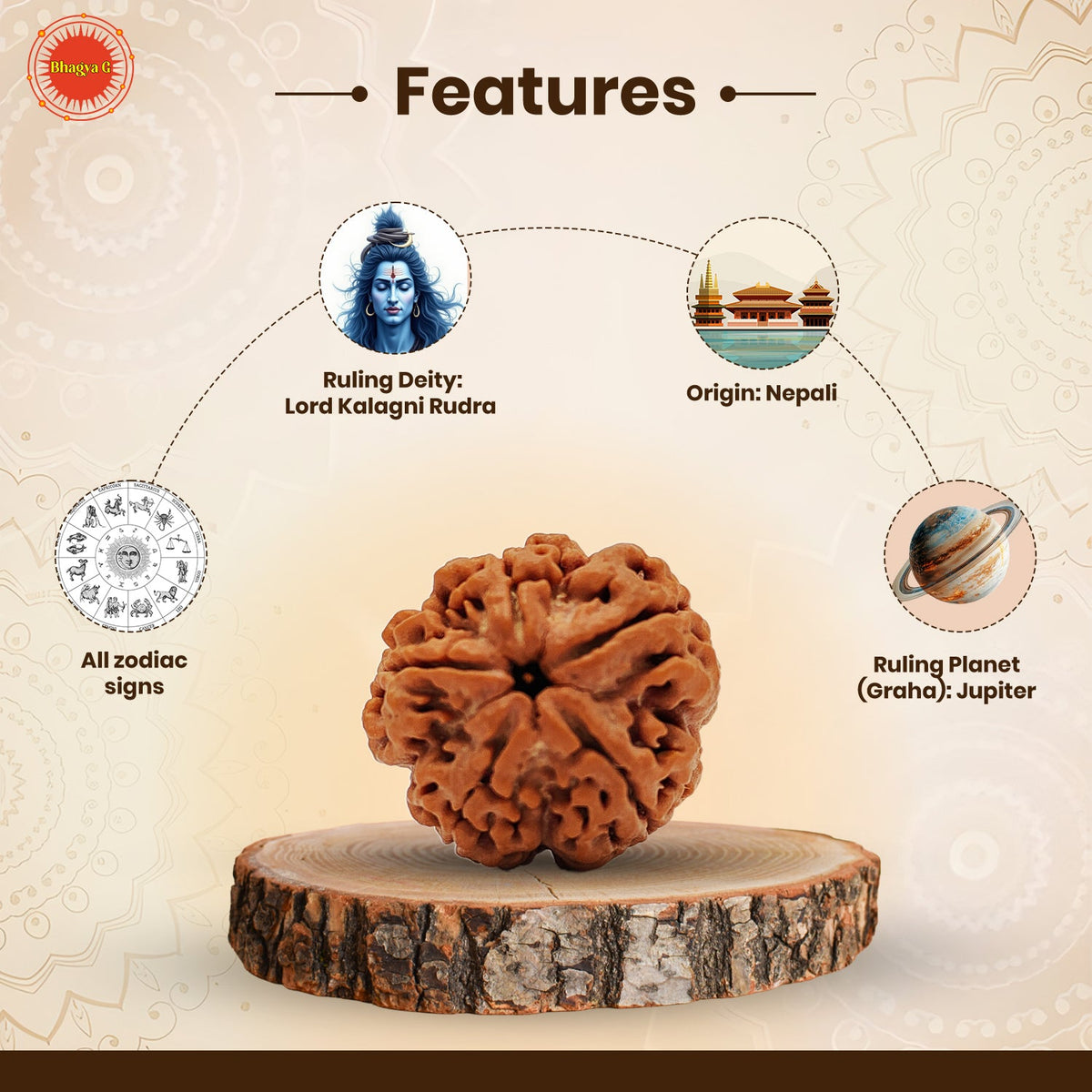 Nepali 5 Mukhi Rudraksha (Lab Certified)