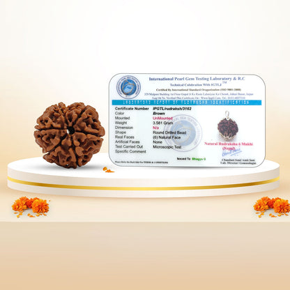 Nepali 6 Mukhi Rudraksha (Lab Certified)