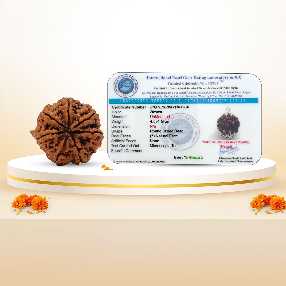 Nepali 7 Mukhi Rudraksha (Lab Certified)