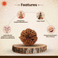Nepali 7 Mukhi Rudraksha (Lab Certified)