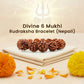 Divine 6 Mukhi Rudraksha Wisdom Bracelet (Nepali)
