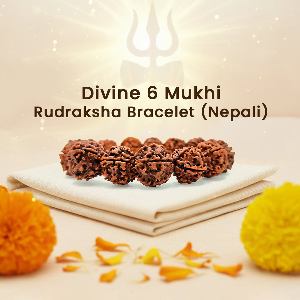 Divine 6 Mukhi Rudraksha Wisdom Bracelet (Nepali)