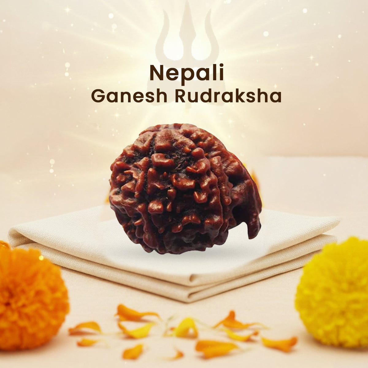 Ganesh Rudraksha (Nepali)
