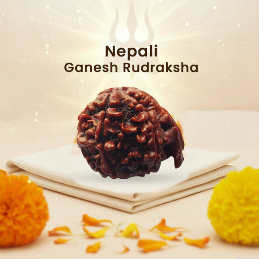 Ganesh Rudraksha (Nepali)