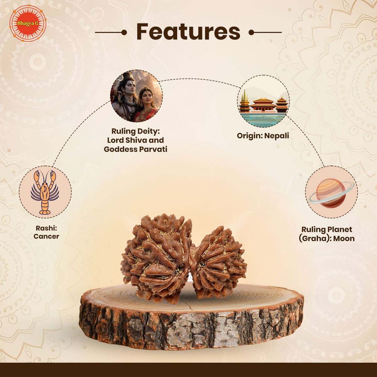 Garbh Gauri Rudraksha