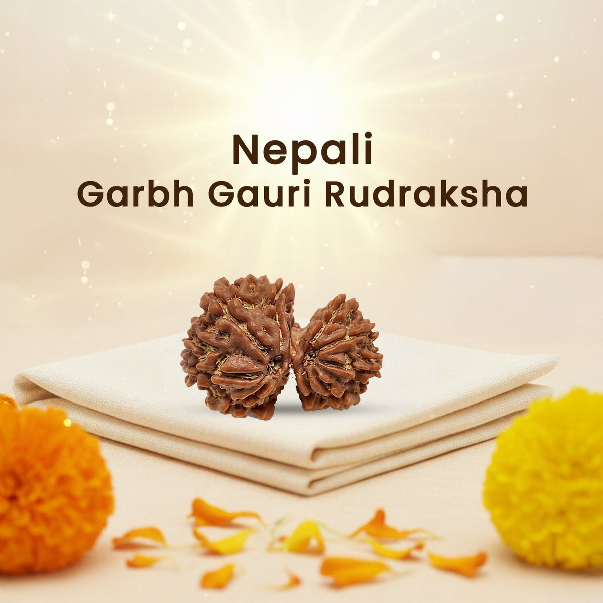 Garbh Gauri Rudraksha