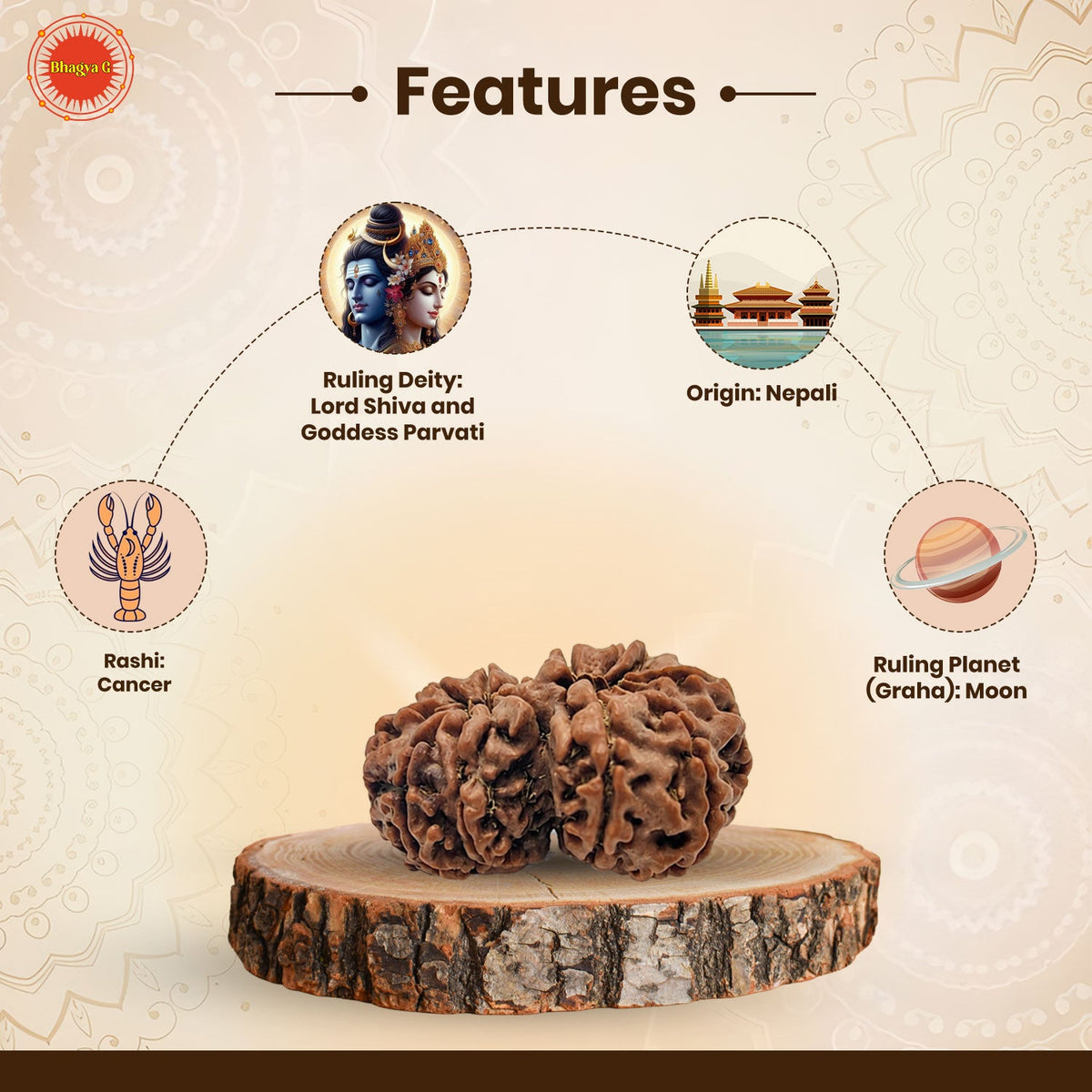 Gauri Shankar Rudraksha