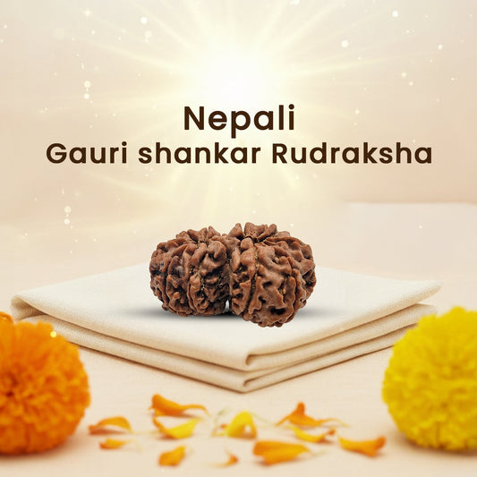 Gauri Shankar Rudraksha